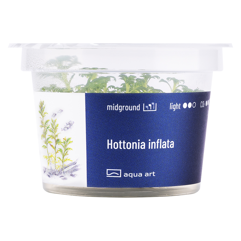 Biljka3 Biljka Hottonia inflata in vitro