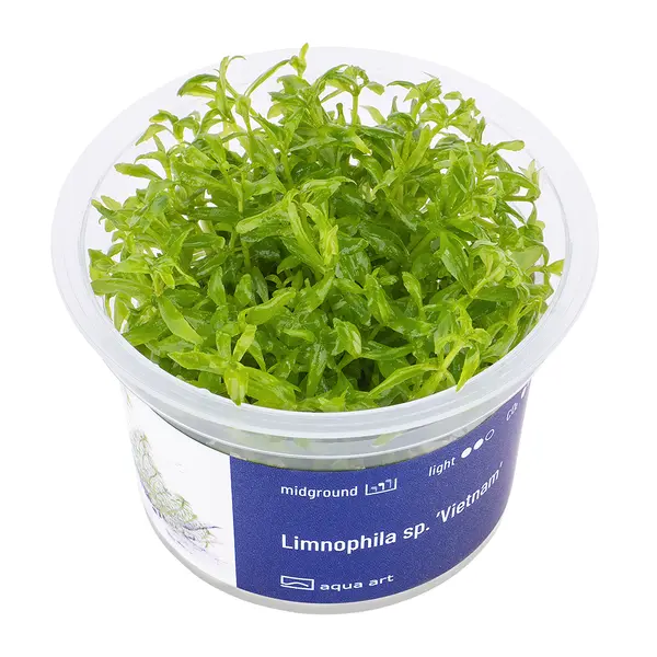 Biljka4 Biljka Limnophila sp "Vietnam" in vitro